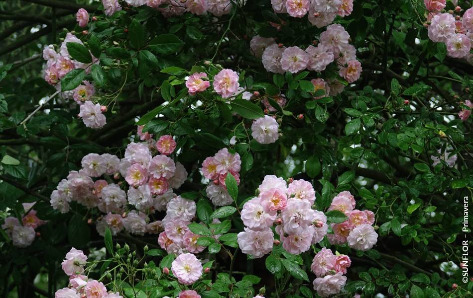 ©SUNFLOR – Primavera